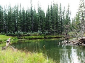 A woody corner on Fallen Timber Creek. For September 1, 2018 column. Neil Waugh/Edmonton Sun