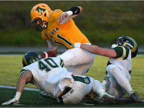 University of Alberta Gold Bears quarterback Brad Baker (11) gets sacked by University of Regina Rams Layne Hull (40) and Robbie Lowes (32) during Canada West football action at Foote Field in Edmonton, September 7, 2018.