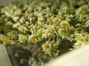 Cannabis flowers or buds dry at Aurora Cannabis' 55,000 square foot medical marijuana production facility near Cremona, Alberta.