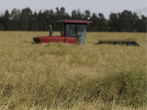 A farmer brings in his crop of peas in a field south of Wetaskiwin, Alberta on Monday, August 29, 2016.