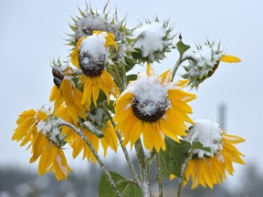 Snow sits on freezing sunflower plants as the cold weather continues in Edmonton, September 13, 2018.