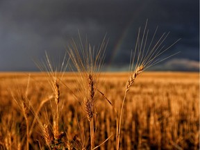 A rainbow over a field of wheat during harvest time in southern Alberta on Tuesday September 11, 2018.