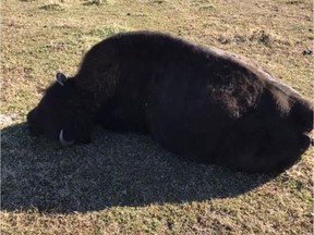 A bison was shot on Friday, Oct. 19, 2018, and likely took four-to-five hours to die northwest of Spirit River on Blueberry Mountain. PHOTO COURTESY OF ROBERT HAMPTON