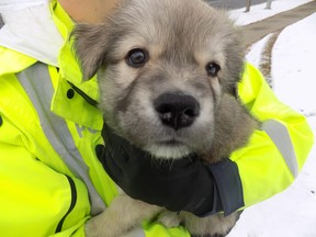 St. Albert RCMP are trying to reconnect this missing puppy with its owner. Police discovered the puppy inside a stolen Audi SUV on Oct. 11. The puppy was taken to the Morinville Veterinary Clinic. (Photo supplied/RCMP)