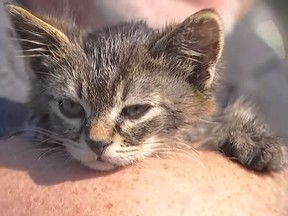 Silverton, Oregon resident Chuck Hawley is being heralded as a hero after rescuing a kitten that was found glued to a busy road. (YouTube/KPTV)