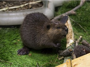 An orphaned baby beaver named Sawyer at the WILDNorth Wildlife Hospital will have to stay for 2 years in the facility and cost a considerable amount of money to raise.