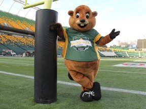 Justin Beaver is the Grey Cup 2018 mascot.