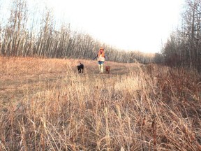 Neil Waugh with Stella, left, and Penny on the grouse trail. (Neil Waugh/Edmonton Sun)