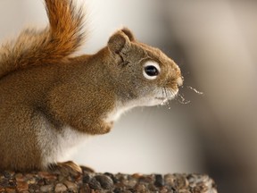 A red squirrel looks for food at Hawrelak Park on a warm morning in Edmonton, on Tuesday, Feb. 19, 2019.