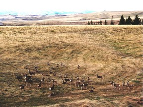Mule deer hunkered down in a Crowsnest Pass coulee - Alberta's Serengeti. Supplied photo