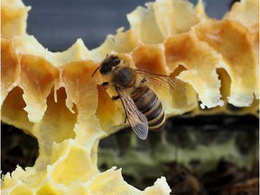 A busy bee at TPLR Honey Farms in Stony Plain.