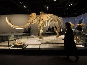 Visitors view the American mastodon after the opening ceremony of the new Royal Alberta Museum on Oct. 3, 2018 in Edmonton.