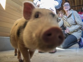A pig named Hamlet meets the cameras when media was invited to a sneak peek of the new Urban Farm, the first portion of Nature's Wild Backyard at the Edmonton Valley Zoo on Friday, March 22, 2019.