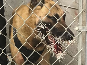This photo taken Saturday, April 20, 2019, provided by the Coos County Sheriff's Department, shows Odin a police K-9 recovering after encountering a porcupine and getting stuck with over 200 quills in Coos Bay, Ore. (Sgt. Adam Slater/Coos County Sheriff's Department via AP)