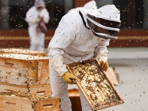 MacEwan University urban beekeeper Troy Donovan (centre) and a team of urban beekeeping volunteers unwrap the university's hives for the season on the roof of Building 5 in Edmonton, on Thursday, May 16, 2019. Photo by Ian Kucerak/Postmedia