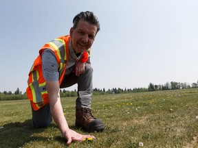 Olivier Le Tynevez-Dobel with the City of Edmonton shows a shortened dandelion plant recently mowed near the sports field outside Argyll Velodrome in Mill Creek Ravine Park in Edmonton, on Wednesday, May 29, 2019.