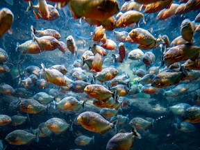 Piranha (Colossoma macropomum) in an aquarium on a green background.