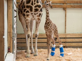 A baby giraffe is wearing therapeutic shoes at the Woodland Park Zoo in Seattle, Wash.