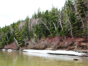 Ice shelves still lingering along the south bank of the North Saskatchewan River. Neil Waugh/Edmonton Sun