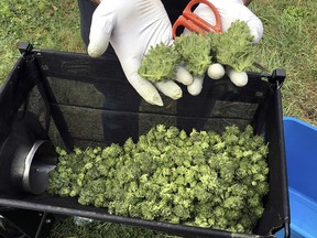 In this Sept. 30, 2016, file photo, a marijuana harvester examines buds going through a trimming machine near Corvallis, Ore. (AP Photo/Andrew Selsky, File)