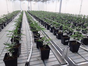 One of the first cannabis crops at Freedom Cannabis is growing within strictly controlled circumstances.
