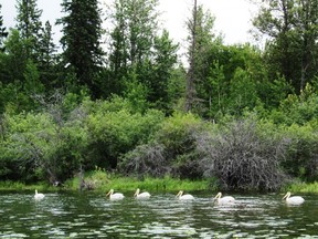 Battle Lake's resident white pelican squadron. Neil Waugh/Edmonton Sun
