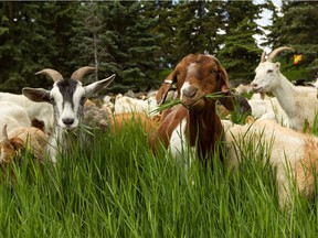 Goats with Baah’d Plant Management and Reclamation browse in Rundle Park in Edmonton on Wednesday, June 12, 2019. The goats, part of a three-year pilot project, are trained in targeted browsing to eat noxious weeks among other plants.