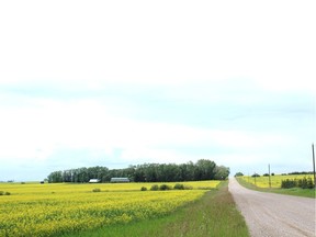 Blooming canola in west central Alberta. Neil Waugh/Edmonton Sun