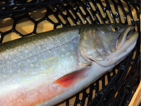 Maligne Lake brook trout in guide Robin Campbell's net. Neil Waugh/Edmonton Sun
