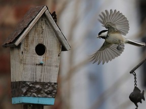 A Black-capped Chickadee lands with a load of food at it's new home in Lawrence, Kan., Thursday, May 1, 2014.