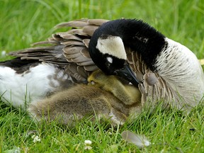 A mother goose bonds with her gosling at Hawrelak Park in Edmonton on Tuesday July 9, 2019. (PHOTO BY LARRY WONG/POSTMEDIA)