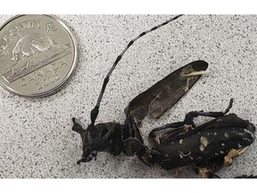 The first confirmed sighting of the Asian longhorn beetle in Edmonton happened in May after the insect crawled out of a pallet of wood in a warehouse.