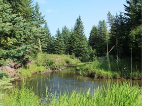 Grassy banks and overhangs are prime brown trout country. Neil Waugh/Edmonton Sun