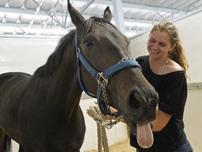 A horse named "Whoop It Up" is groomed by Emmanuelle Hoyau at the Century Mile Racetrack stables on Wednesday August 14, 2019. The cheap claimer, bought by one hundred members of the Century Racing Club, has won his last four races and got nominated for the $100,000 Oaks race.