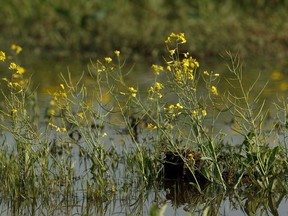 Standing water is seen in a field of canola west of the Highway 44 and Highway 37 intersection in Sturgeon County after weeks of wet weather, on Monday, July 29, 2019. Photo by Ian Kucerak/Postmedia