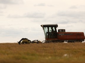 A farmer combines in a field along Secondary Highway 643 near Range Road 222 in Sturgeon County near Edmonton, on Monday, Sept. 16, 2019. Photo by Ian Kucerak/Postmedia