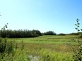 Prime habitat at the Daysland pheasant release site. Neil Waugh/Edmonton Sun
