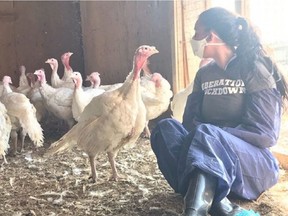 An unidentified animal rights protester huddles with turkeys on a Hutterite farm near Fort Macleod on Sept. 2, 2019. File Photo