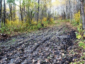 Trail in the Cooking Lake Blackfoot Provincial Recreation Area severely damaged by unregulated† horse riders. Neil Waugh/Edmonton Sun