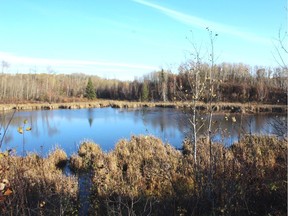 A beaver pond in knob and kettle country. Neil Waugh/Edmonton Sun