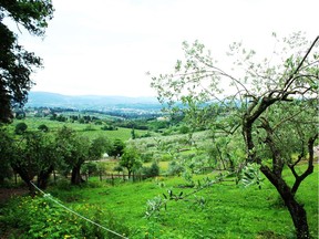 Olive groves in Tuscany are good pheasant habitat. Neil Waugh/Edmonton Sun