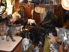 More than 30 cats in medical distress were discovered living in a motor home. Another 22 cats were living in a residence on the same property. Image supplied by Edmonton Police Service