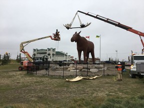 A crew of about six men spent Tuesday morning, Oct.8, 2019, hoisting up a new rack of antlers for Moose Jaw's Mac the Moose, officially making him the tallest moose statue in the world after a friendly feud with Norway.