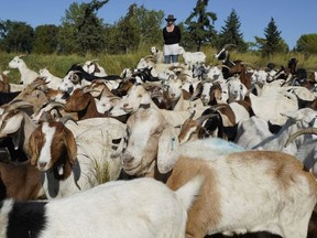 Edmonton's hired noxious-weed-eating goats in action at Rundle Park for the final time as part of a three-year pilot to target noxious weeds in the city.