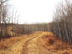 Oil roads overgrown with red clover are excellent ruffed grouse habitats. Neil Waugh/Edmonton Sun