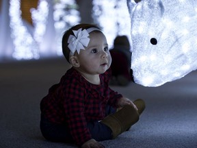 Seven month old Aluna Derossi - Budde checks out a group of polar bears during the opening night of the Enjoy Light Festival, at The Enjoy Centre in St. Albert Thursday Nov. 21, 2019. Photo by David Bloom