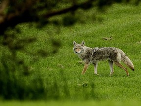 A coyote makes its way through Rundle Park, in Edmonton Monday June 24, 2019. Photo by David Bloom