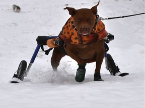 Sugar, 7, is a rescue dog from Mexico with a broke leg that couldn't be saved, and his owner attached small skis under the wheels to his wheelchair support to make getting around in the snow easier at Hawrelak Park in Edmonton, December 11, 2019.