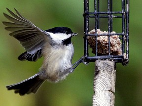 A chickadee perches on a bird feeder at Hawrelak Park in Edmonton this past September.