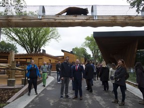 Mayor Don Iveson and Edmonton-Centre MP Randy Boissonnault watch as a red panda uses a bridge in its new habitat during the official opening of Phase 1 of Nature's Wild Backyard at the Edmonton Valley Zoo in June 2019. The zoo will no longer be offered as a free attraction with the end of Free Admission Day.